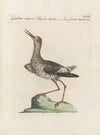 Ornithologia methodice digesta Pl.445