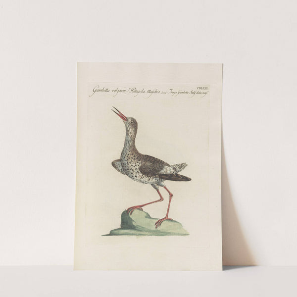 Ornithologia methodice digesta Pl.445 by Saverio Manetti