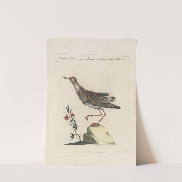 Ornithologia methodice digesta Pl.447 by Saverio Manetti