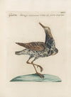 Ornithologia methodice digesta Pl.448