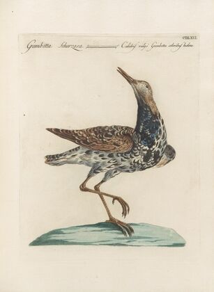 Ornithologia methodice digesta Pl.448
