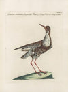 Ornithologia methodice digesta Pl.449