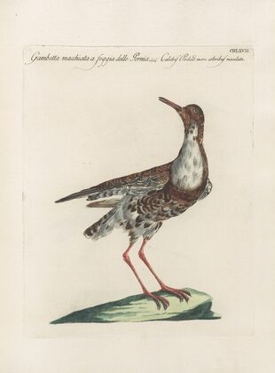 Ornithologia methodice digesta Pl.449
