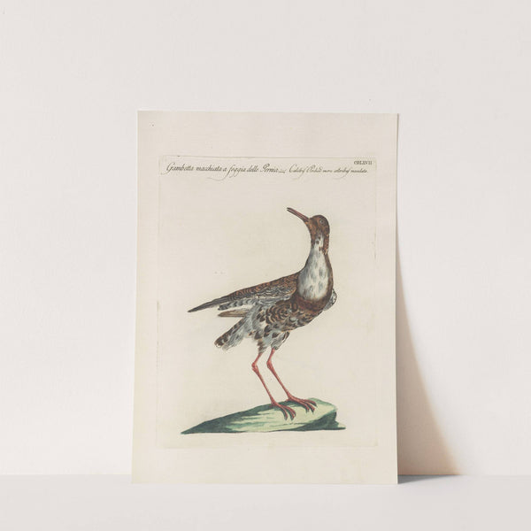 Ornithologia methodice digesta Pl.449 by Saverio Manetti