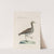 Ornithologia methodice digesta Pl.450 by Saverio Manetti