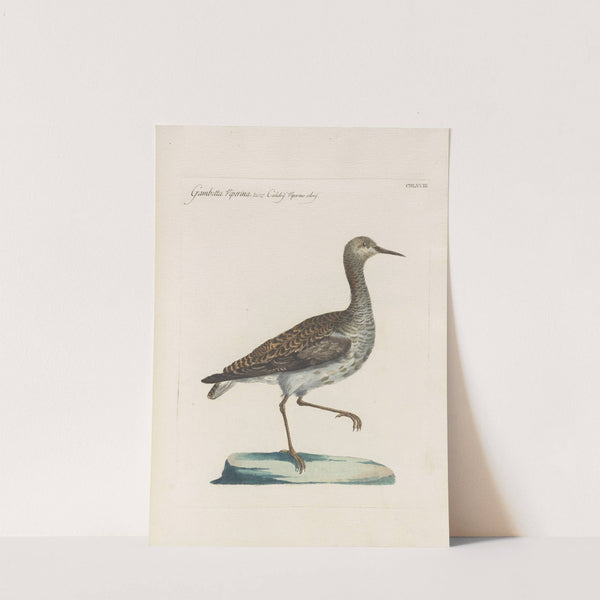 Ornithologia methodice digesta Pl.450 by Saverio Manetti