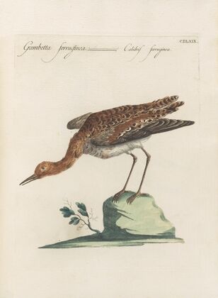Ornithologia methodice digesta Pl.451