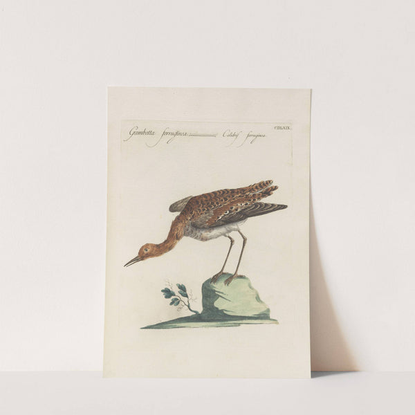 Ornithologia methodice digesta Pl.451 by Saverio Manetti