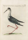 Ornithologia methodice digesta Pl.452