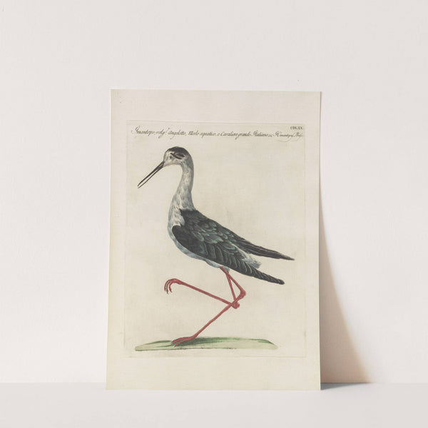 Ornithologia methodice digesta Pl.452 by Saverio Manetti