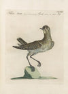 Ornithologia methodice digesta Pl.455