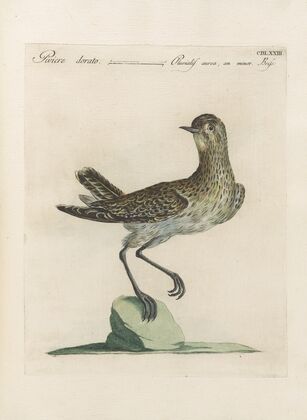 Ornithologia methodice digesta Pl.455