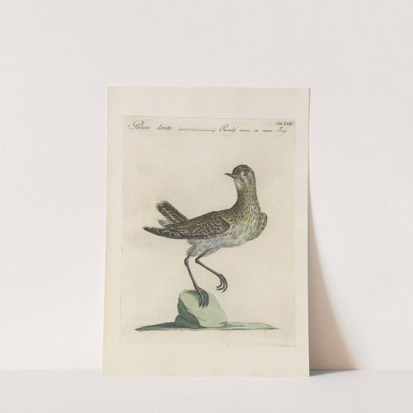 Ornithologia methodice digesta Pl.455 by Saverio Manetti