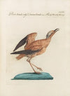 Ornithologia methodice digesta Pl.456