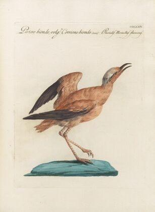 Ornithologia methodice digesta Pl.456
