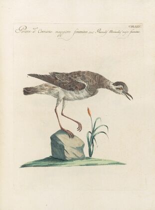 Ornithologia methodice digesta Pl.457