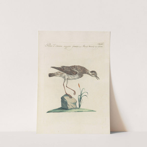 Ornithologia methodice digesta Pl.457 by Saverio Manetti