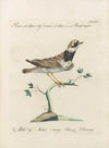Ornithologia methodice digesta Pl.458
