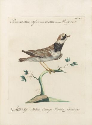 Ornithologia methodice digesta Pl.458