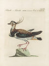 Ornithologia methodice digesta Pl.461