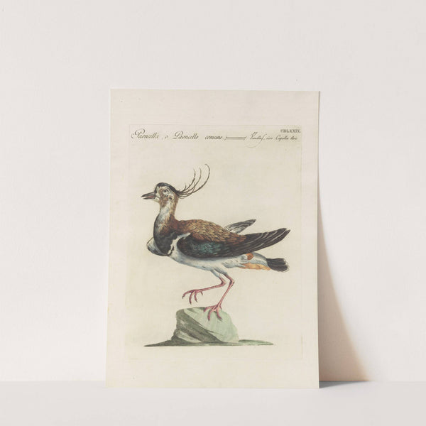 Ornithologia methodice digesta Pl.461 by Saverio Manetti