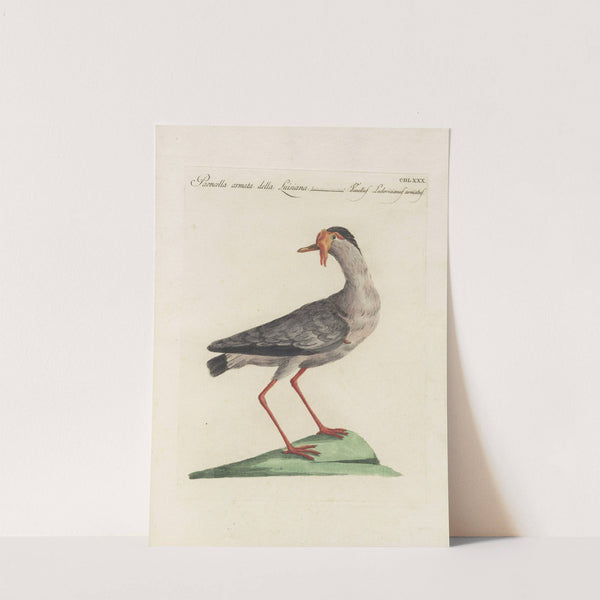 Ornithologia methodice digesta Pl.462 by Saverio Manetti