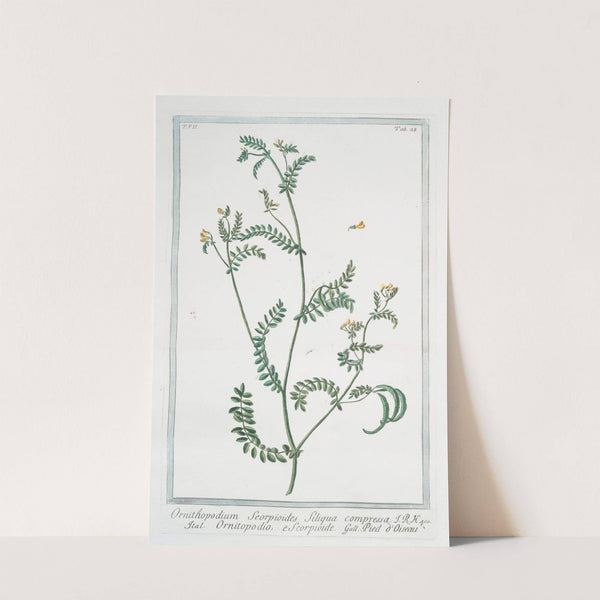 Ornithopodium Scorpioides, siliqua compressa - Ornitopodio, e Scorpioide - Pied d'Oiseau. (yellow crownvetch; annual scorpion vetch) by Giorgio Bonelli