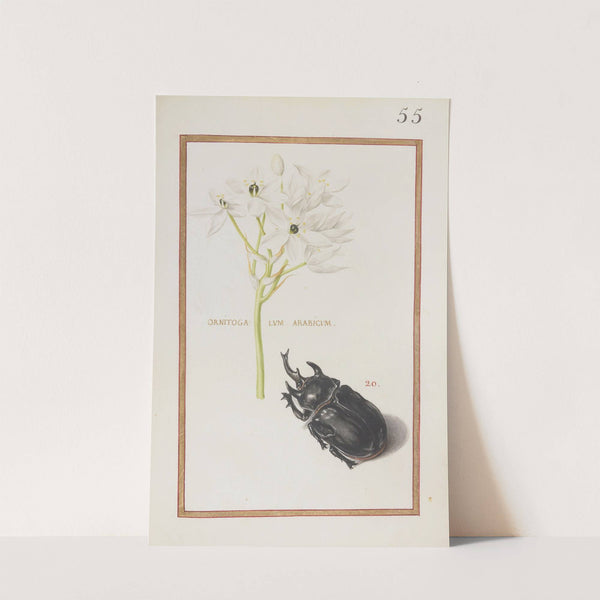 Ornitogalum arabicum (1624) by Daniel Rabel