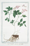 Orobus auberosus, foliis pinnatis lanceolatis – Orobi salvatici – Orobe