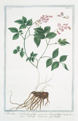 Orobus auberosus, foliis pinnatis lanceolatis – Orobi salvatici – Orobe
