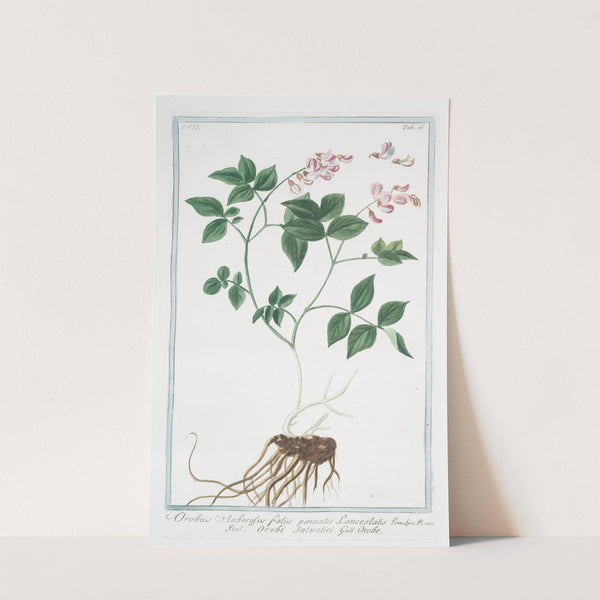 Orobus auberosus, foliis pinnatis lanceolatis - Orobi salvatici - Orobe by Giorgio Bonelli