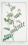 Orobus sylvaticus, viciae foliis – Orobo salvatico – Orobe