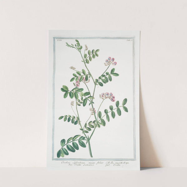 Orobus sylvaticus, viciae foliis - Orobo salvatico - Orobe by Giorgio Bonelli