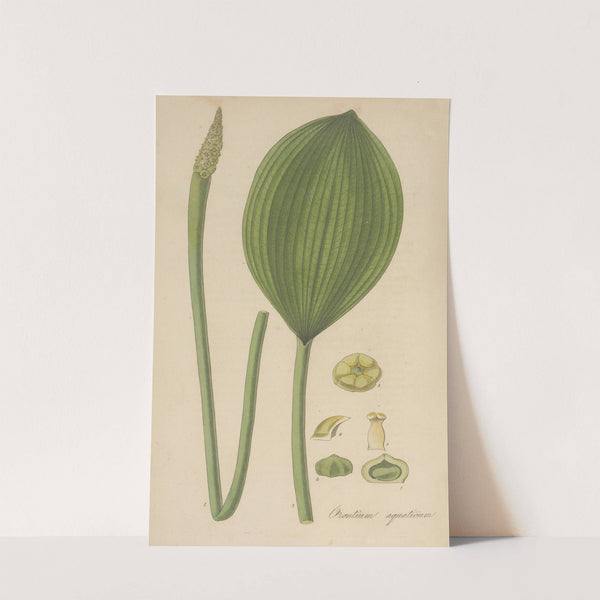 Orontium aquaticum by William Jackson Hooker