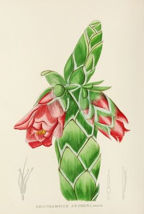 Orothamnus Zeyheri