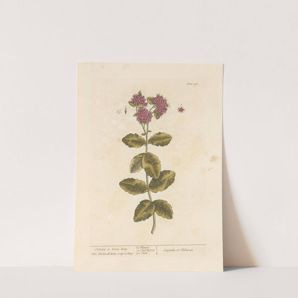Orpine, or live-long by Elizabeth Blackwell