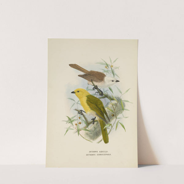 Orthonyx albicilla abd Orthonyx ochrocephala by John Gerrard Keulemans