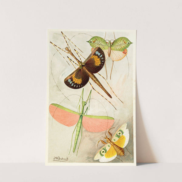 Orthoptera by Frederick William Frohawk