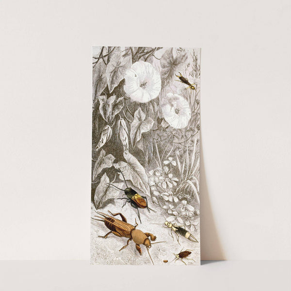 Orthoptères Pl. I by Jules Rothschild