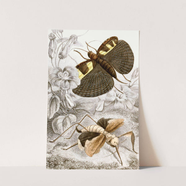 Orthoptères Pl. III by Jules Rothschild