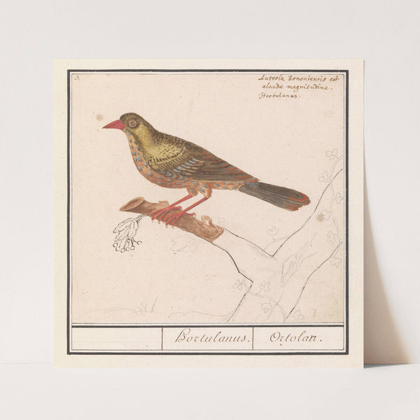 Ortolaan (Emberiza hortulana) (1596-1610) by Anselmus Boëtius de Boodt
