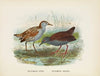 Ortygometra affinis and Ortygometra tabuensis