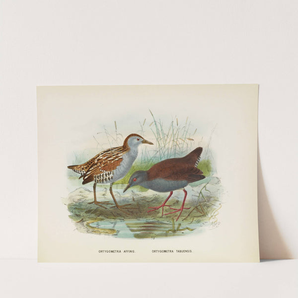 Ortygometra affinis and Ortygometra tabuensis by John Gerrard Keulemans