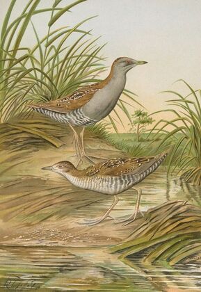 Ortygometra pusilla (Pall.)