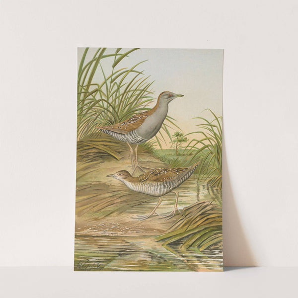 Ortygometra pusilla (Pall.) by Johann Friedrich Naumann