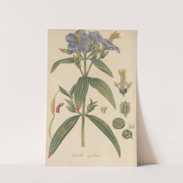 Osbeckia nepalensis by William Jackson Hooker