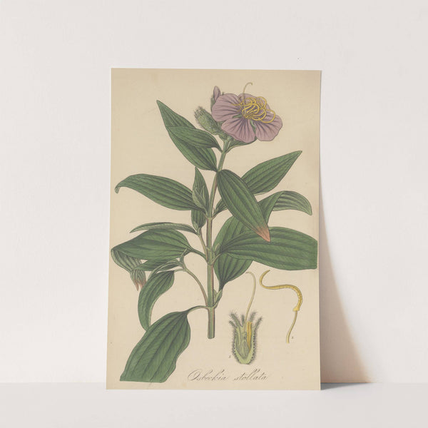 Osbeckia stellata by William Jackson Hooker