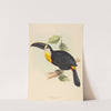Osculant Toucan (Ramphastos osculans) by Elizabeth Gould