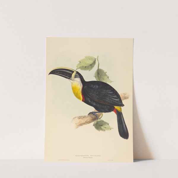 Osculant Toucan (Ramphastos osculans) by Elizabeth Gould