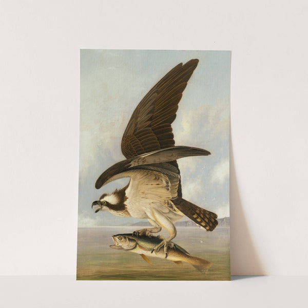 Osprey and Weakfish by John James Audubon
